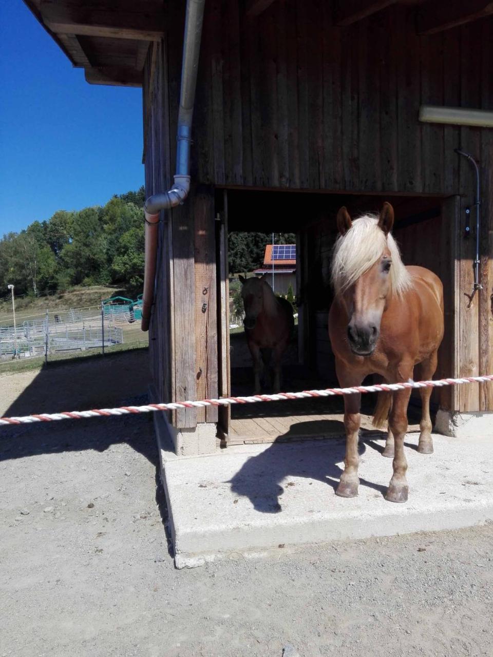 Ferienwohnung Dichtl Grafenau  Buitenkant foto